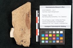 Foto (Objekt + Etikett) von Xylomites zizyphi Ettingshausen (NHMW-GEO-2024-0188-8203)